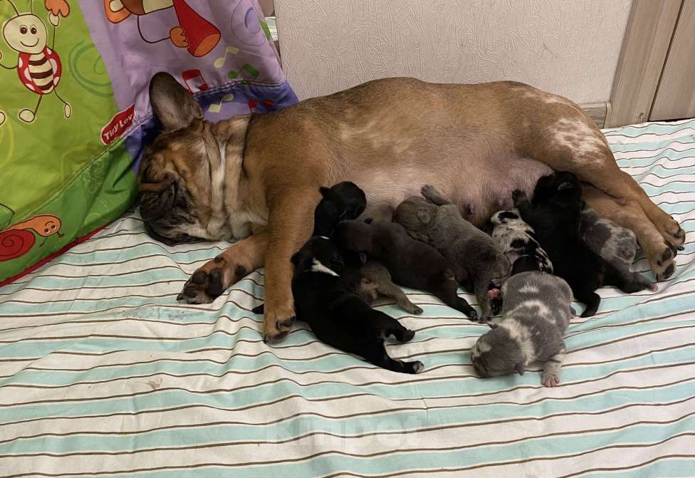 Собаки в Нижнем Новгороде: Щенки французского бульдога Девочка, 50 000 руб. - фото 6