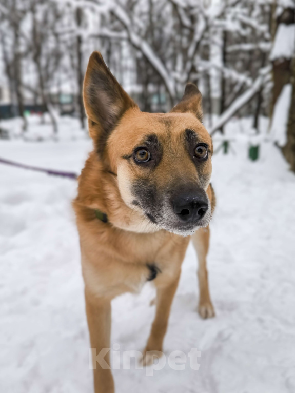 Собаки в Москве: Симба. Не король зверей, а король уюта и верности. Мальчик, Бесплатно - фото 3