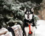 Собаки в Москве: Статный красавец Джой ищет дом. Мальчик, Бесплатно - фото 8