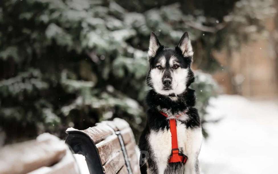 Собаки в Москве: Статный красавец Джой ищет дом. Мальчик, Бесплатно - фото 8