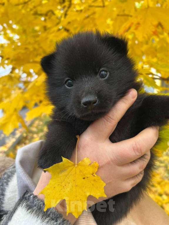 Собаки в Химках: Atos Мальчик, Бесплатно - фото 1