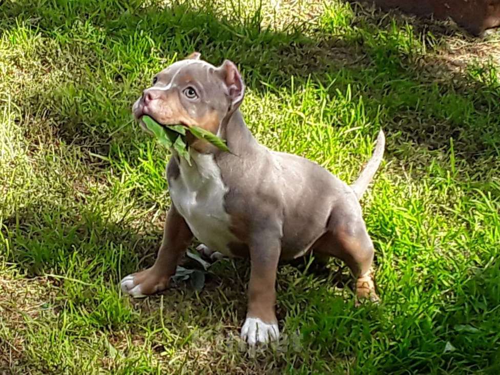 Собаки в Новосибирске: Девочка Американский булли щенок Девочка, Бесплатно - фото 2