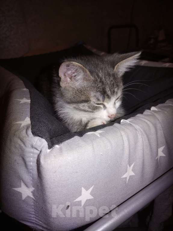 Кошки в Дмитрове: Котёнок в добрые руки Девочка, 1 руб. - фото 1