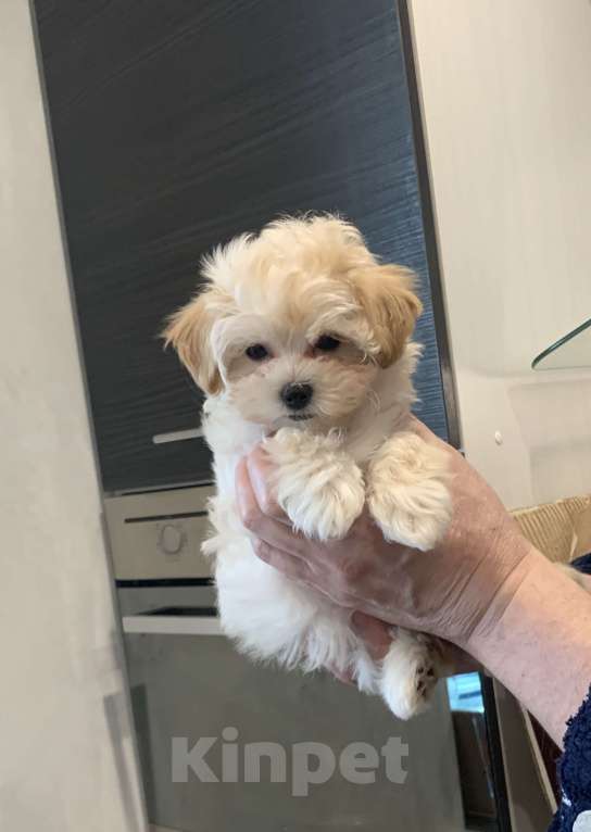 Собаки в Санкт-Петербурге: Мальтипу Ф1 мини мальчик Мальчик, 100 000 руб. - фото 4