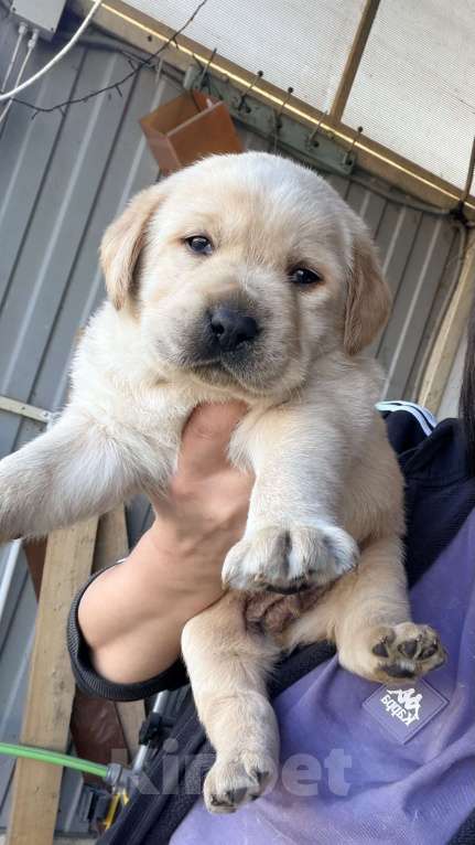 Собаки в Краснодаре: Щенки лабрадора с документами РКФ Мальчик, 50 000 руб. - фото 6