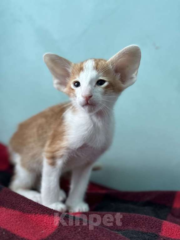 Кошки в Москве: Мальчик  Мальчик, Бесплатно - фото 2