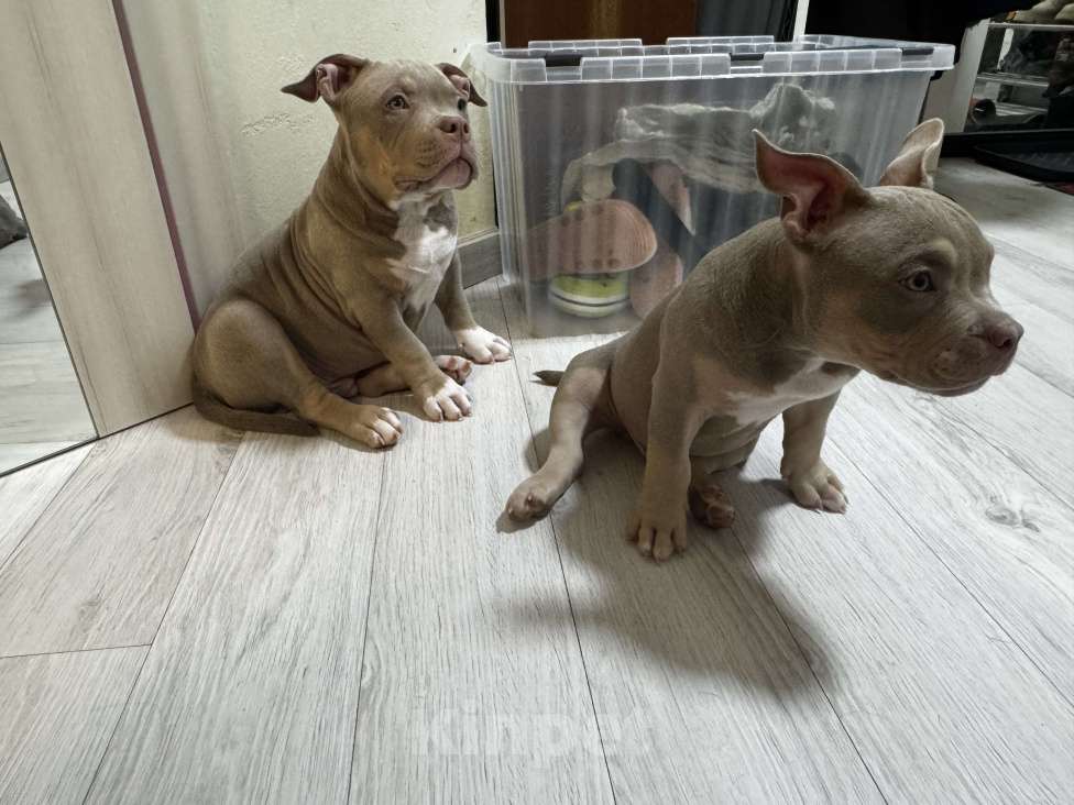 Собаки в Москве: Лиловый триколор Мальчик, 100 000 руб. - фото 2