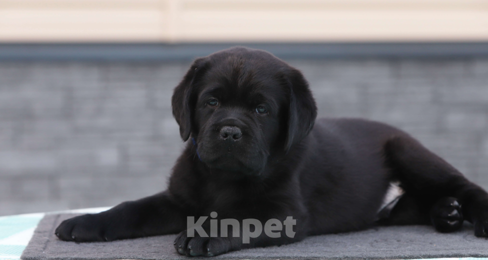 Собаки в Москве: Черные мальчики лабрадорчики Мальчик, 80 000 руб. - фото 1