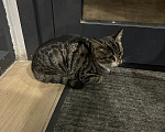Кошки в Москве: Котенок в добрые руки Мальчик, Бесплатно - фото 4