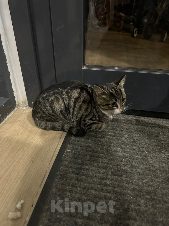 Кошки в Москве: Котенок в добрые руки Мальчик, Бесплатно - фото 4
