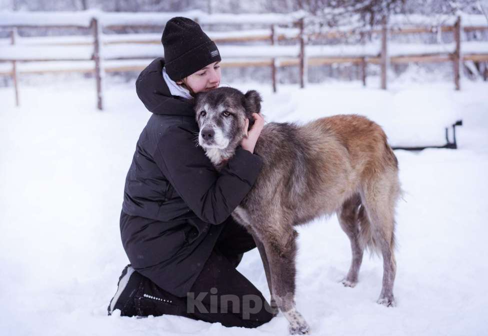Собаки в Москве: Красивая и мудрая собака ищет дом Девочка, Бесплатно - фото 8