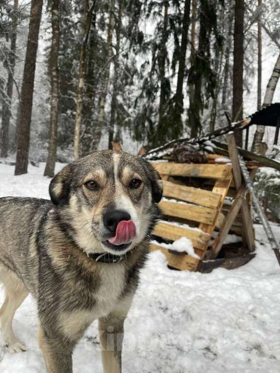 Собаки в Москве: Малышка Найда ищет дом Девочка, 1 руб. - фото 2