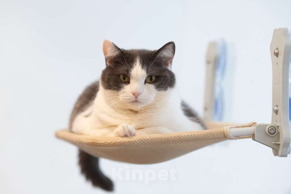 Кошки в Москве: кошка Аглая в добрые руки Девочка, Бесплатно - фото 3