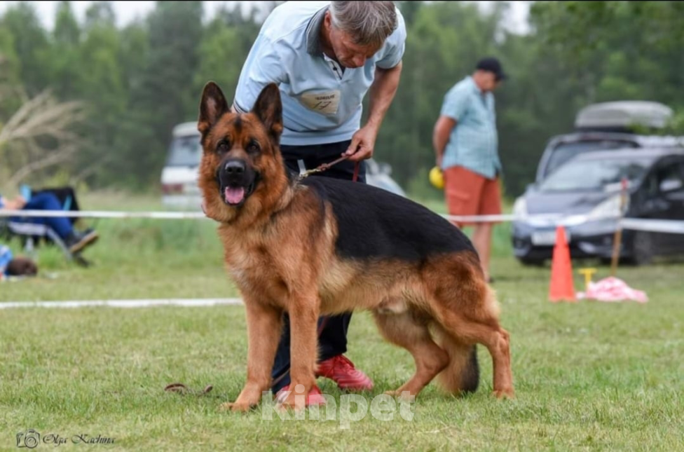 Собаки в Иркутске: Щенки немецкой овчарки в иркутске Девочка, 55 000 руб. - фото 8