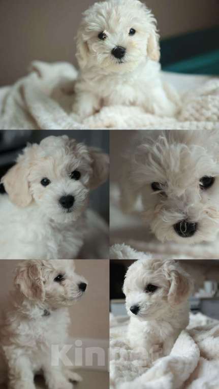 Собаки в Нижнем Новгороде: Щенки Бишон фризе Мальчик, Бесплатно - фото 2