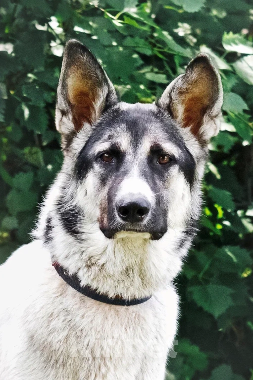 Собаки в Сергиеве Посаде: Аша якутенок Девочка, Бесплатно - фото 9