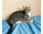 Кошки в Казани: Котенок девочка Девочка, Бесплатно - фото 1
