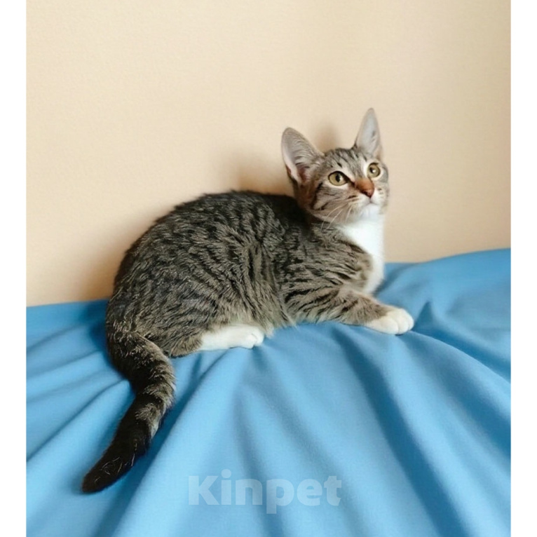 Кошки в Казани: Котенок девочка Девочка, Бесплатно - фото 1