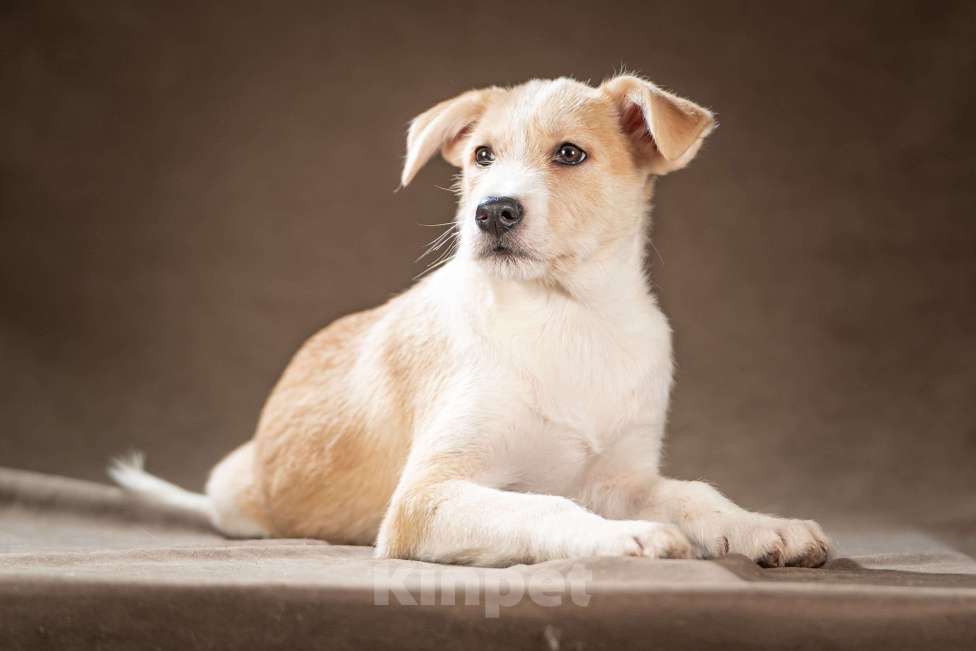 Собаки в Клине: Майло — весёлый озорник готов дарить вам улыбки Мальчик, Бесплатно - фото 1