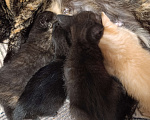 Кошки в Ясногорске: Отдаю котят в добрые руки Мальчик, Бесплатно - фото 2