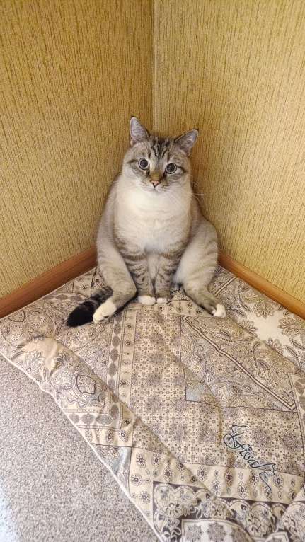 Кошки в Ярославле: Отдам котика Мальчик, Бесплатно - фото 4