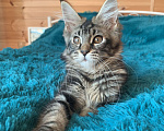 Кошки в Санкт-Петербурге: Котёнок мейн кун из питомника Nord-Westland Девочка, 25 000 руб. - фото 4