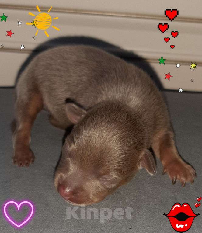 Собаки в Ейске: Той терьер лилового окраса Мальчик, 28 000 руб. - фото 1