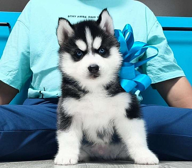 Хаски Щенки Разных окрасов