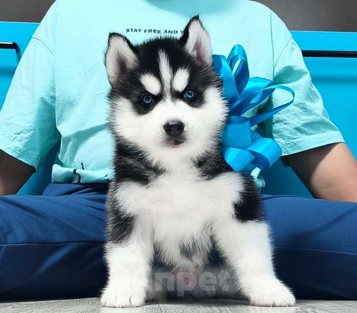 Собаки в Кирове: Хаски Щенки Разных окрасов Разнополые, Бесплатно - фото 1