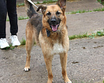 Собаки в Москве: Позитивная Сэмми в поисках своей семьи! Девочка, Бесплатно - фото 6