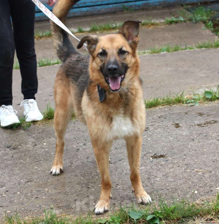 Собаки в Москве: Позитивная Сэмми в поисках своей семьи! Девочка, Бесплатно - фото 6
