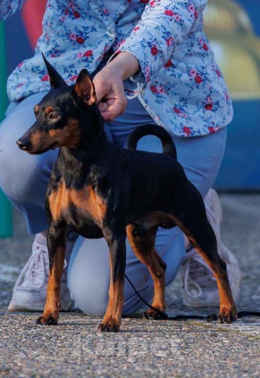 Собаки в Геленджике: Щенки цвергпинчера Мальчик, 50 000 руб. - фото 4