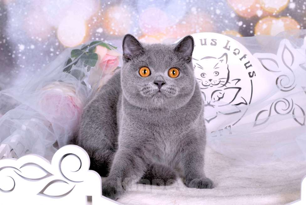 Кошки в Санкт-Петербурге: Британский котик классического голубого окраса Мальчик, 55 000 руб. - фото 6