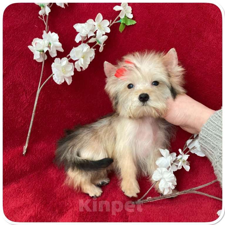 Собаки в Москве: Голддаст йорк микро девочка золотая Девочка, 65 000 руб. - фото 10