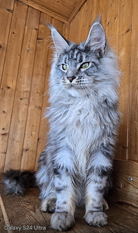 Котенок 3