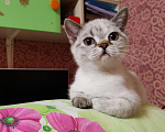 Кошки в Москве: Британские котята  Девочка, 10 000 руб. - фото 1