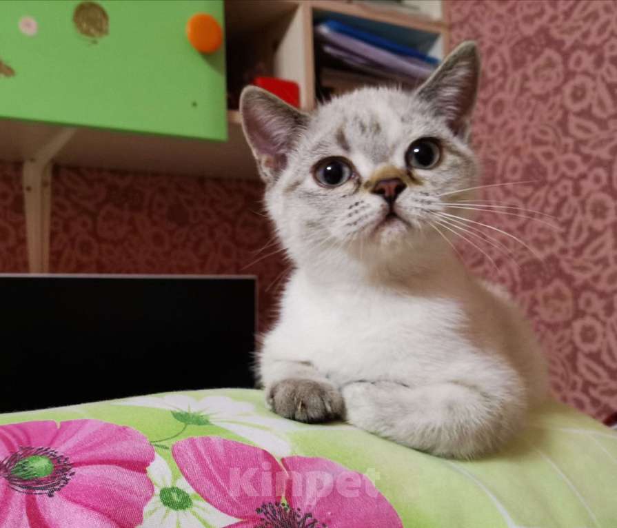 Кошки в Москве: Британские котята  Девочка, 10 000 руб. - фото 1