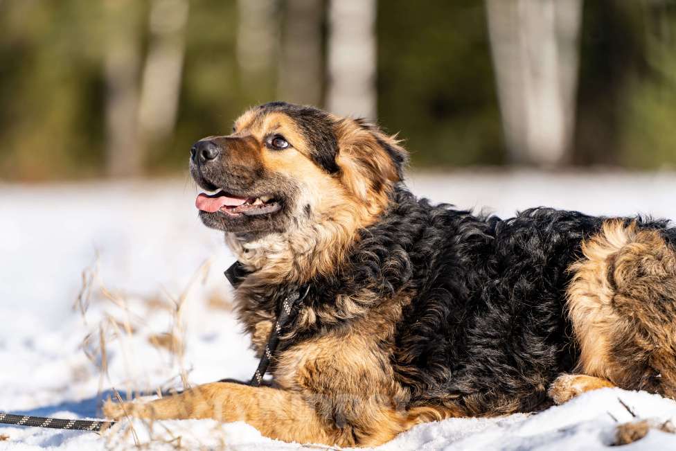 Собаки в Клине: Шарпундель - прикольный пёс Мальчик, Бесплатно - фото 3