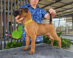 Собаки в Наро-Фоминске: Тайский риджбек  Мальчик, 80 000 руб. - фото 7