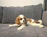 Собаки в других городах Ленинградской области: Щенки кавалер‑кинг‑чарльз‑спаниель Разнополые, 70 000 руб. - фото 4
