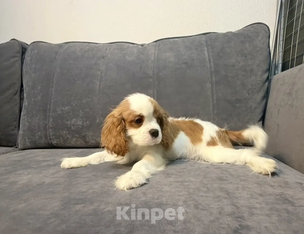 Собаки в других городах Ленинградской области: Щенки кавалер‑кинг‑чарльз‑спаниель Разнополые, 70 000 руб. - фото 4