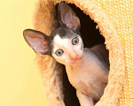 Кошки в Ливны: Корниш рекс котенок биколор, 45 000 руб. - фото 1