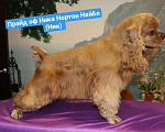 Собаки в Твери: Женихи на выбор Мальчик, 15 000 руб. - фото 3