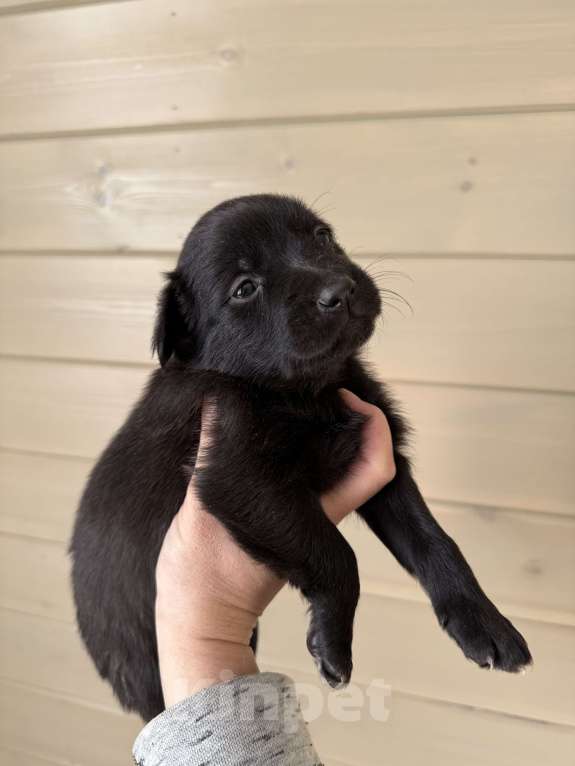 Собаки в Москве: Крошечная Лилу в самые добрые руки Девочка, Бесплатно - фото 3