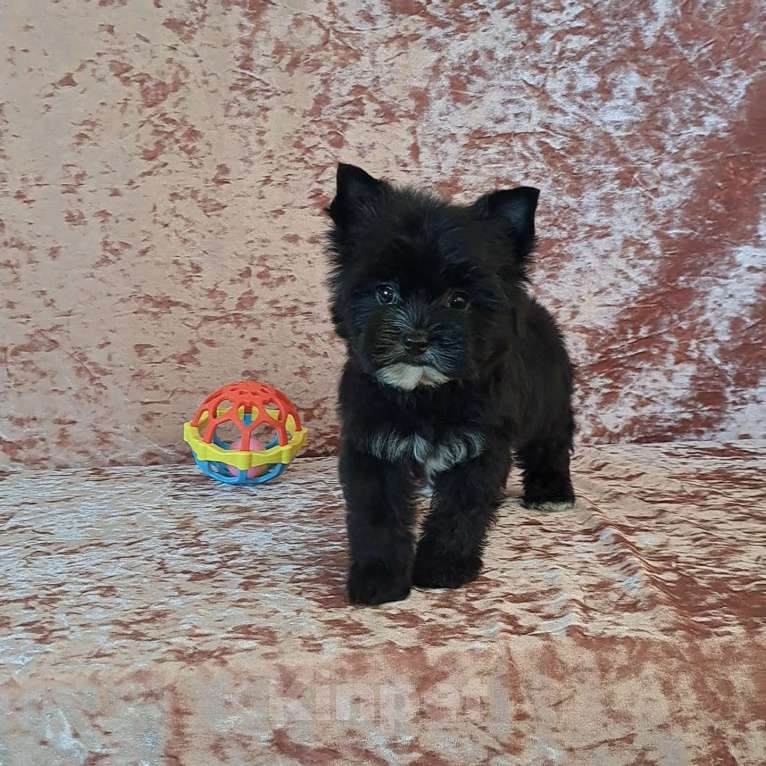 Собаки в Санкт-Петербурге: Крошка на ладошку, чёрный йорк девочка Девочка, 65 000 руб. - фото 2