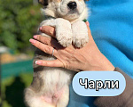 Собаки в Москве: Необыкновенной красоты щенки ищут свой дом Мальчик, 1 руб. - фото 7