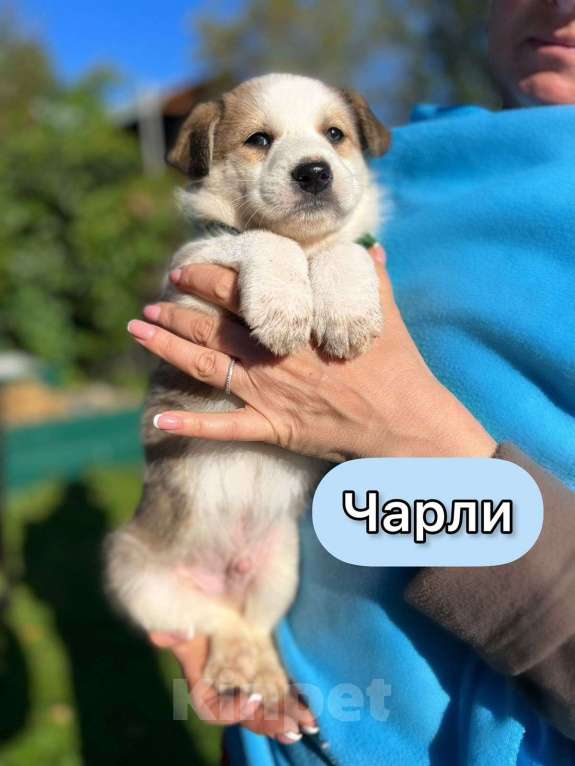 Собаки в Москве: Необыкновенной красоты щенки ищут свой дом Мальчик, 1 руб. - фото 7