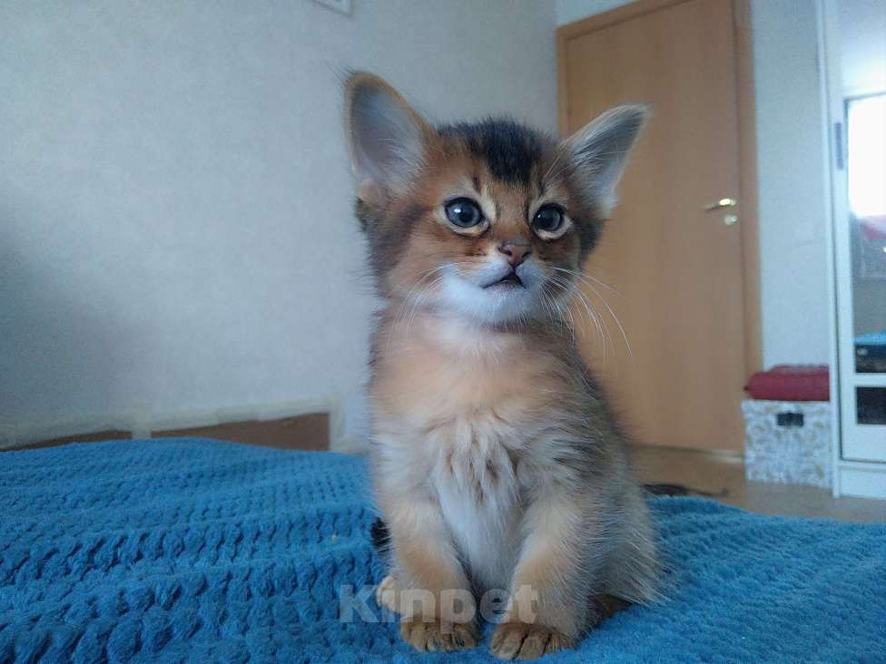 Кошки в Кубинке: Котенок сомали Мальчик, 25 000 руб. - фото 2