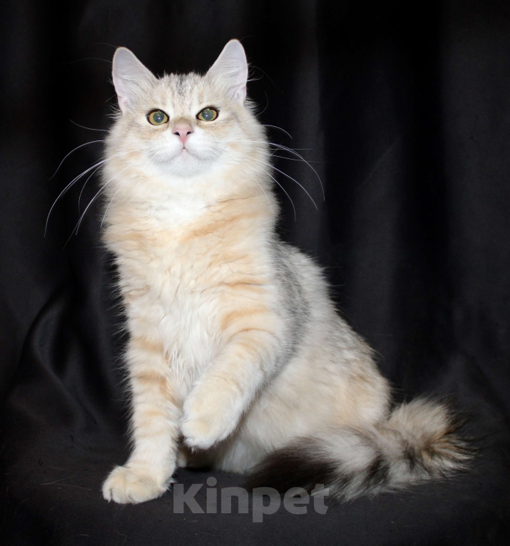 Кошки в Тюмени: Сибирский котёнок Мальчик, 15 000 руб. - фото 5