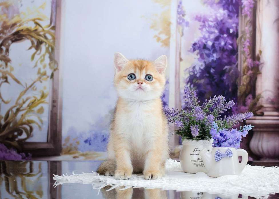 Кошки в Красноярске: Девочка,шотландская золотая шиншилла Девочка, 30 000 руб. - фото 7